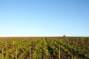 Die Weinberge der Champagne