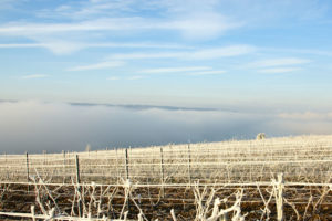 Die Weinberge der Champagne im Winter