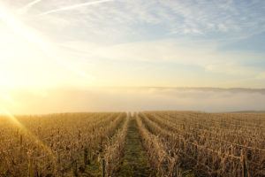 Die Weinberge der Champagne im Winter
